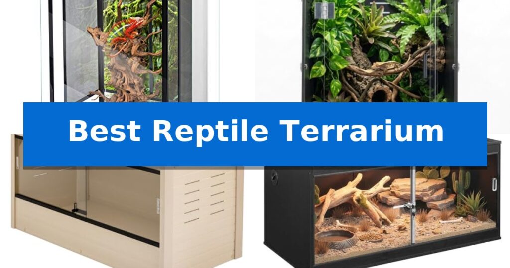 Best Reptile Terrarium