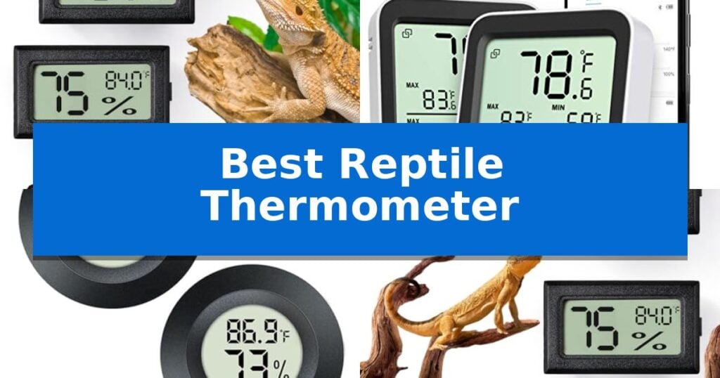 Best Reptile Thermometer