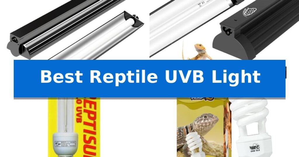 Best Reptile UVB Light