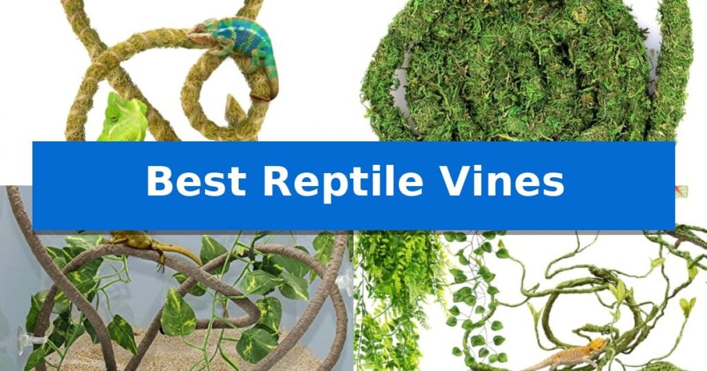 Best Reptile Vines