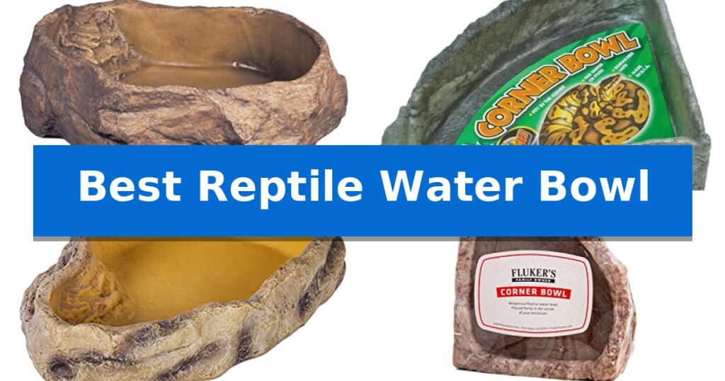 Best Reptile Water Bowl