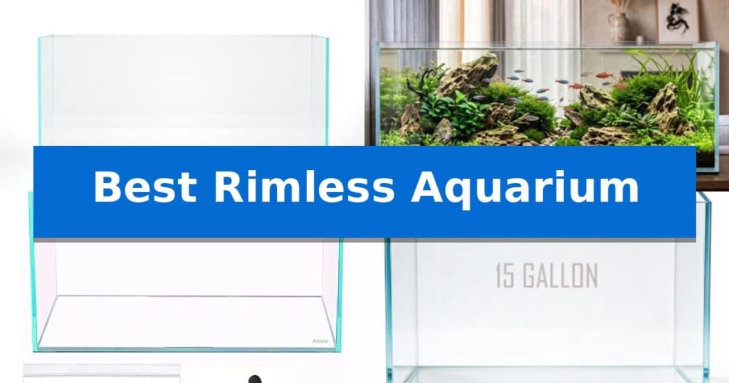 Best Rimless Aquarium