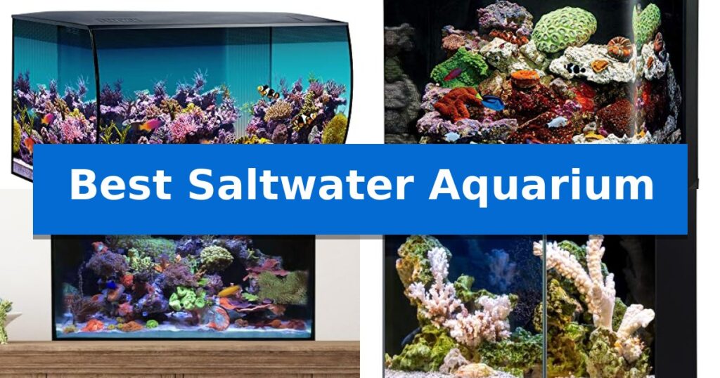 Best Saltwater Aquarium
