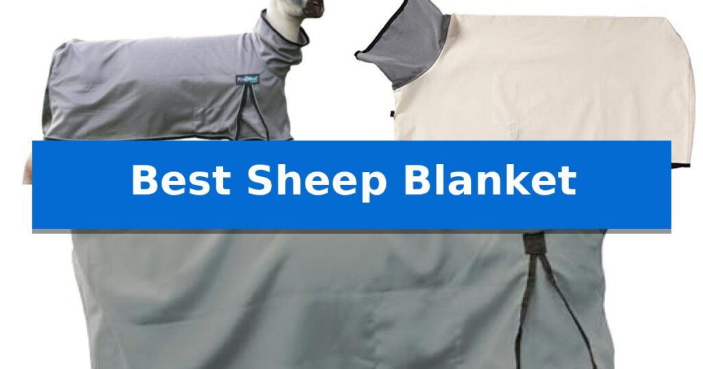 Best Sheep Blanket
