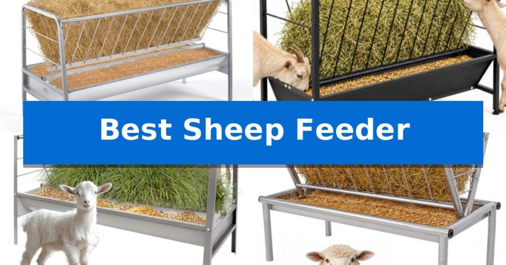 Best Sheep Feeder