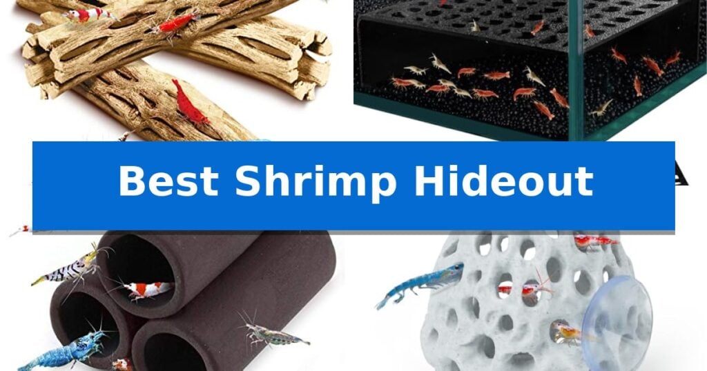 Best Shrimp Hideout