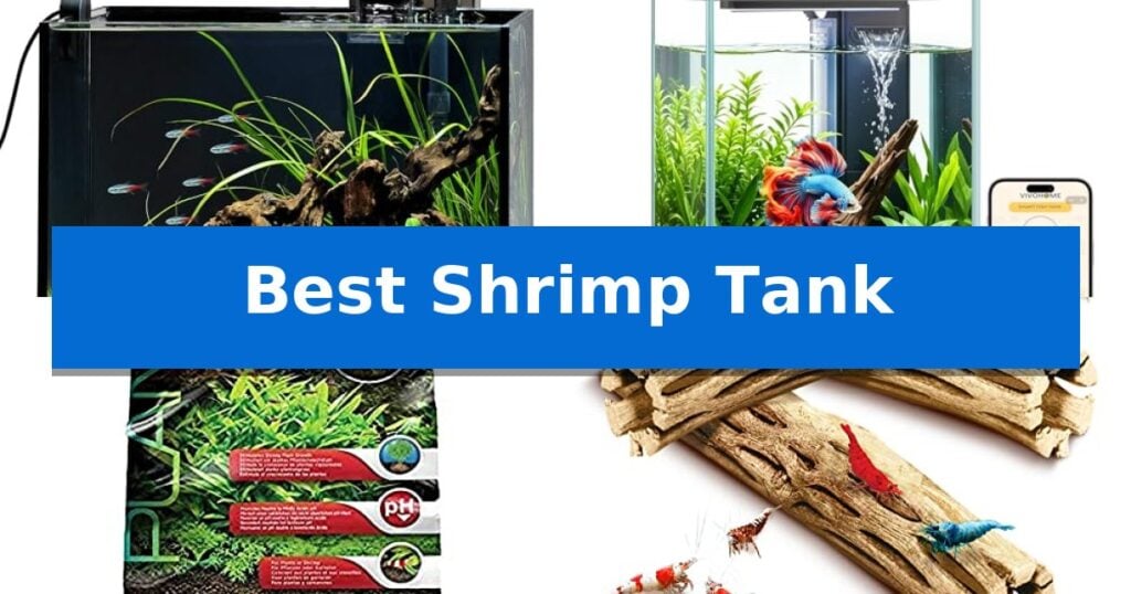 Best Shrimp Tank