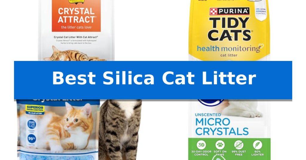 Best Silica Cat Litter