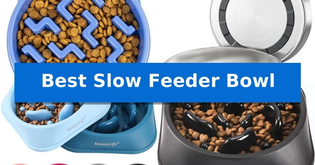 Best Slow Feeder Bowl