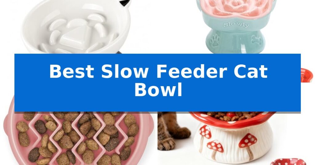 Best Slow Feeder Cat Bowl
