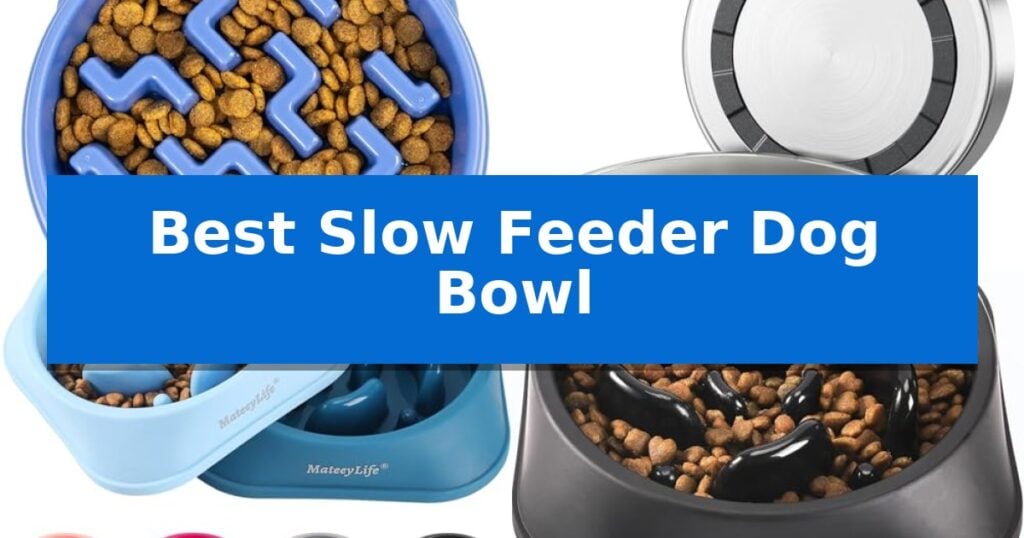 Best Slow Feeder Dog Bowl