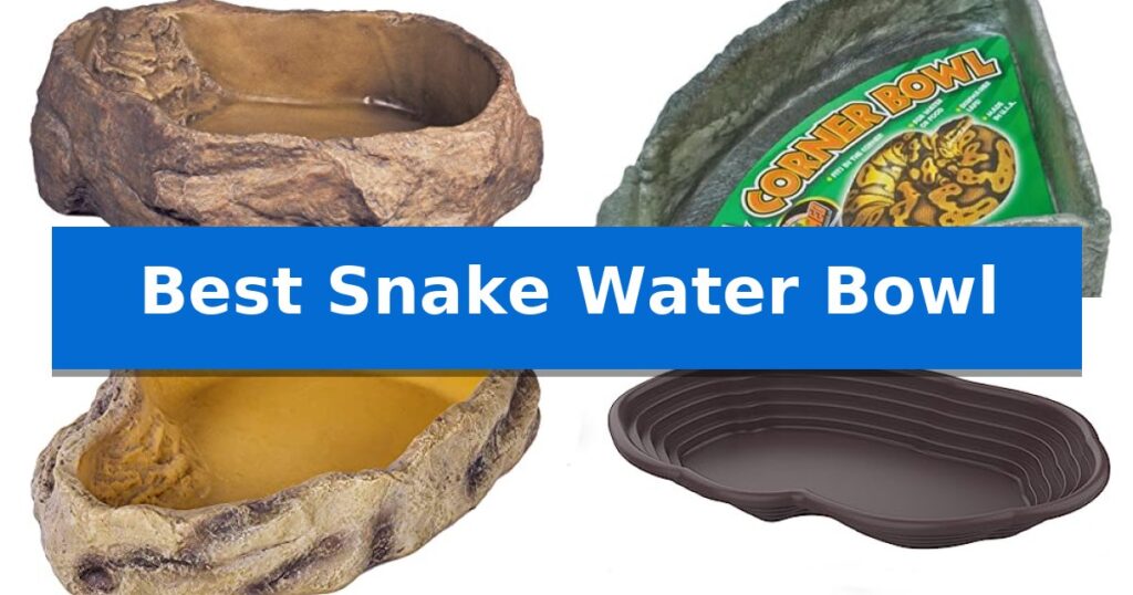 Best Snake Water Bowl