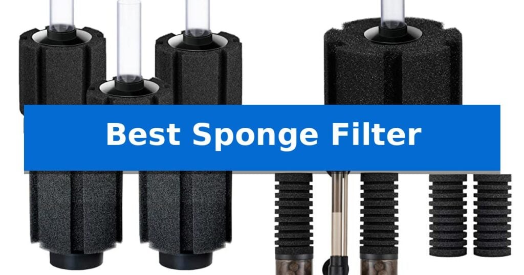 Best Sponge Filter