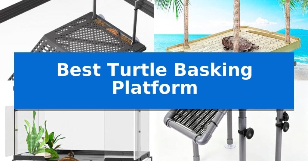 Best Turtle Basking Platform