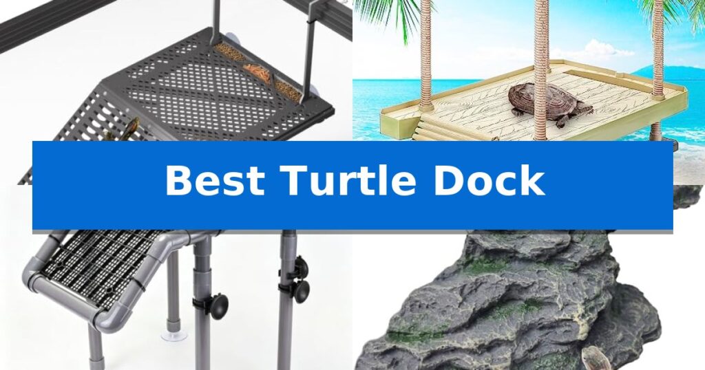 Best Turtle Dock