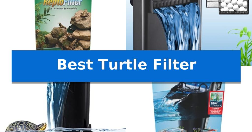 Best Turtle Filter