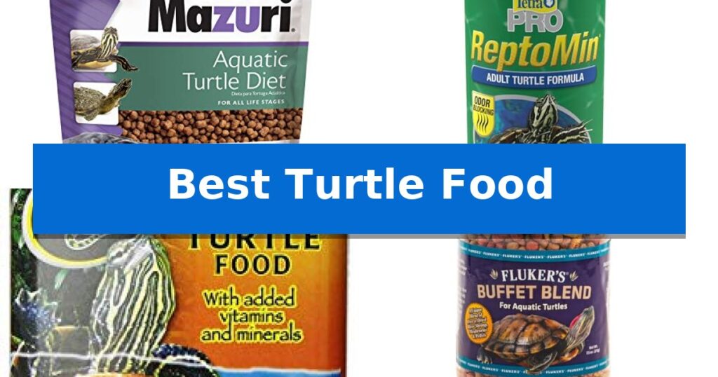 Best Turtle Food