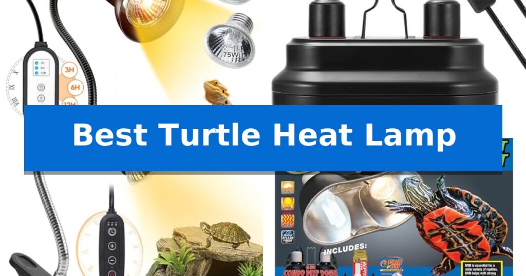 Best Turtle Heat Lamp