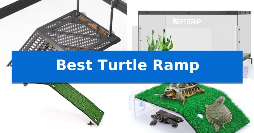 Best Turtle Ramp