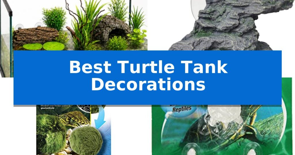 Best Turtle Tank Decorations