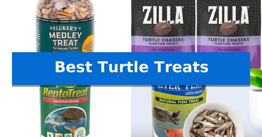 Best Turtle Treats