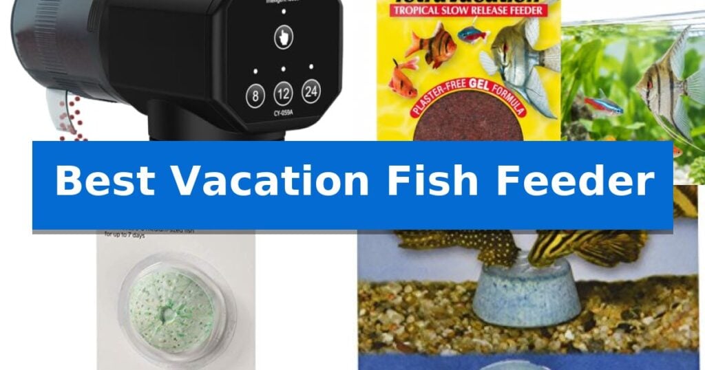 Best Vacation Fish Feeder