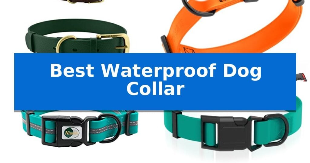 Best Waterproof Dog Collar