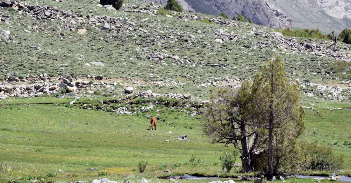 Why is a hotdog called a Glizzy